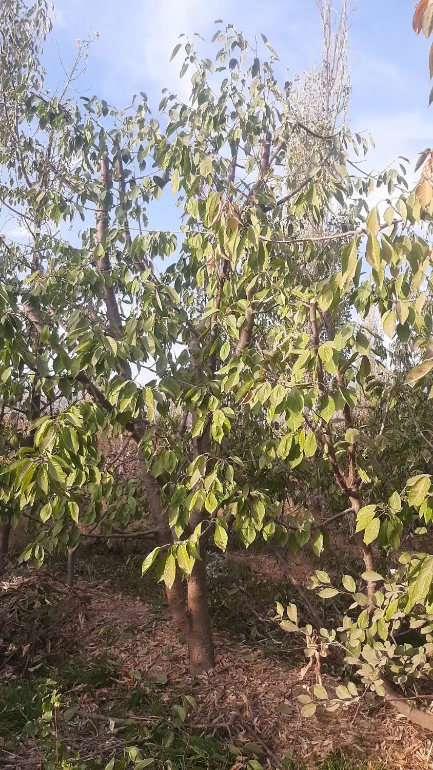 هرس درختان میوه وغیره مسمر وباغ انگوربه روش مهندسی|خدمات باغبانی و درختکاری|نیشابور, شهرک قدس|دیوار