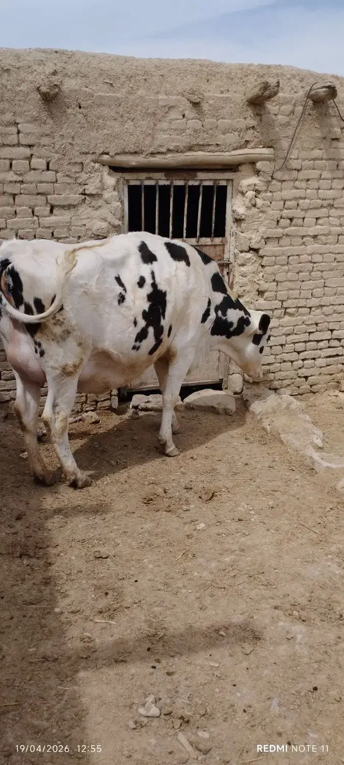 گاو|حیوانات مزرعه|نیشابور, ماروسک|دیوار