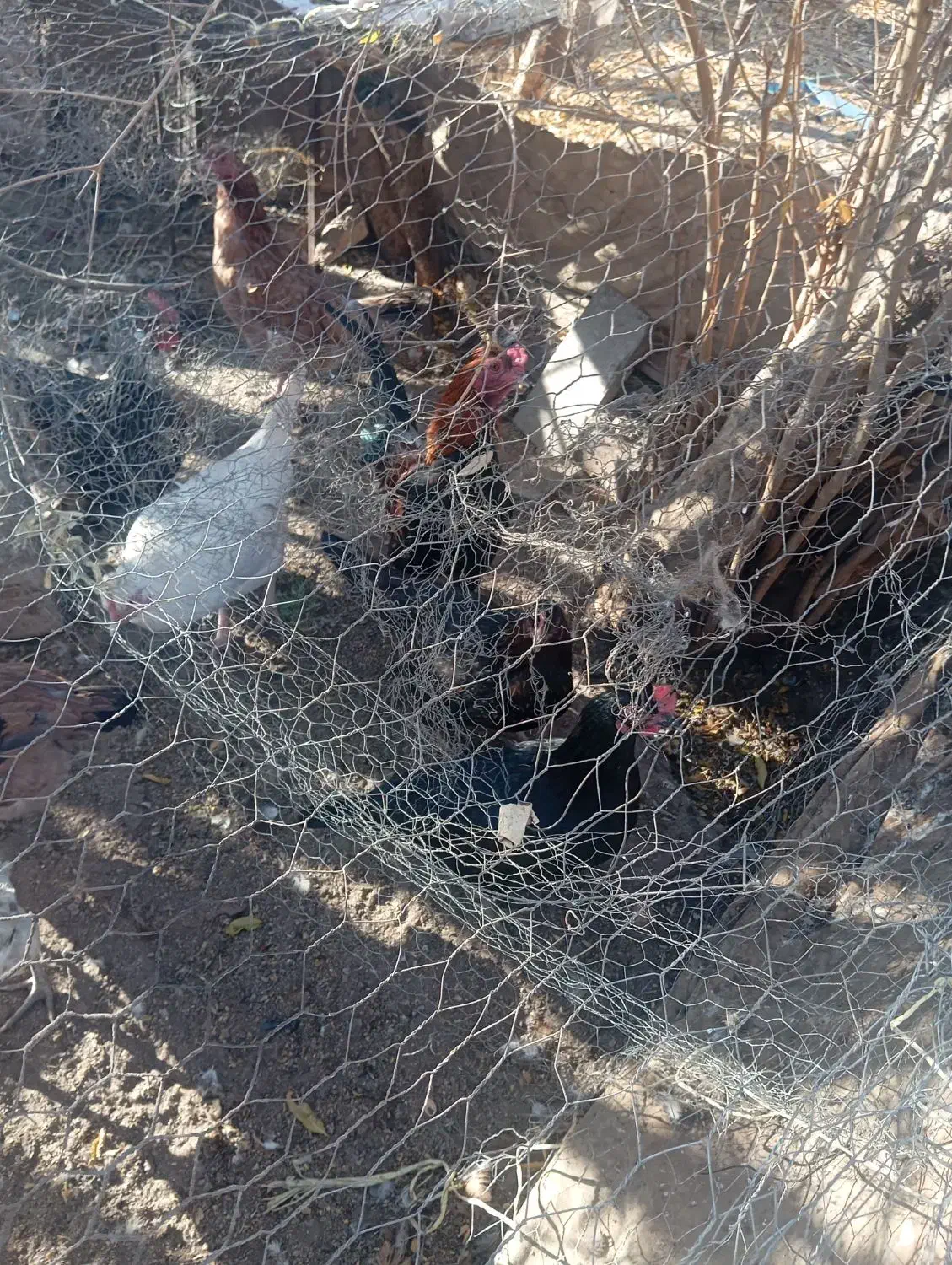 خروس محلی|حیوانات مزرعه|رفسنجان, |دیوار