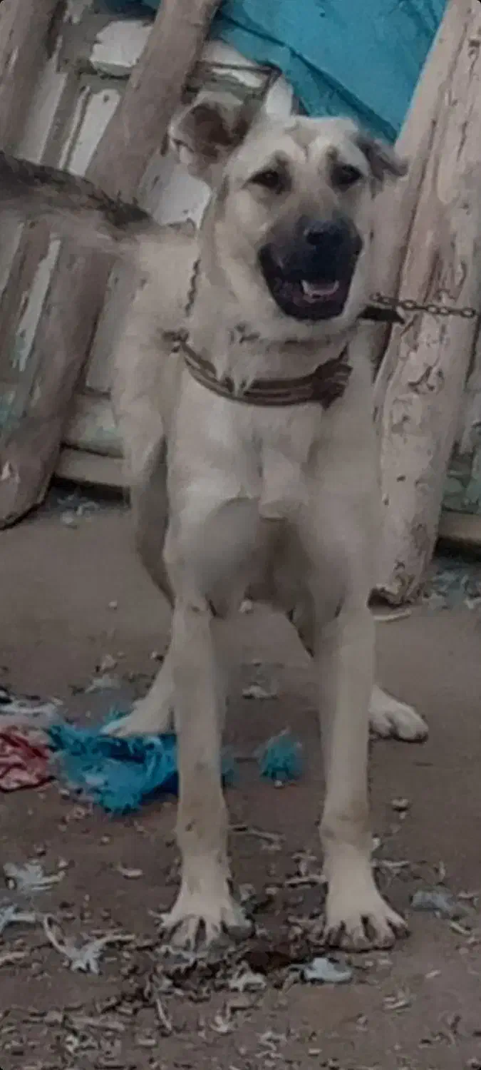 واگذاری|سگ|قره چای, |دیوار