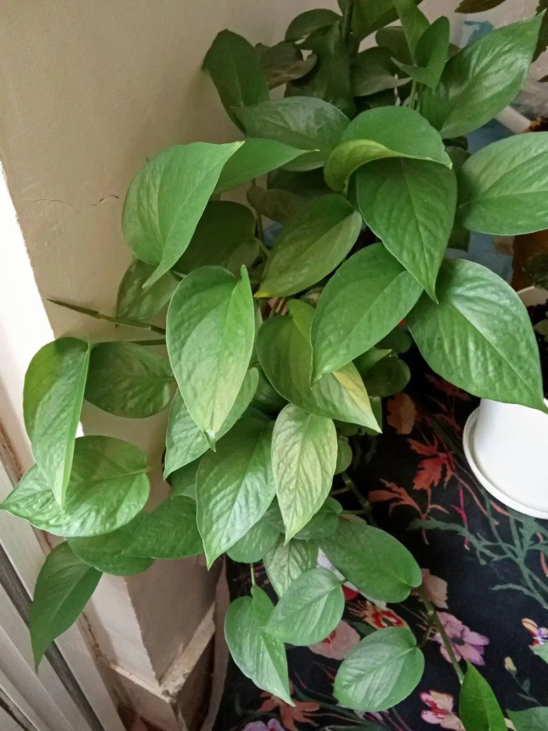 گل های خوشکل آپارتمانی|گل و گیاه طبیعی|بیرجند, |دیوار