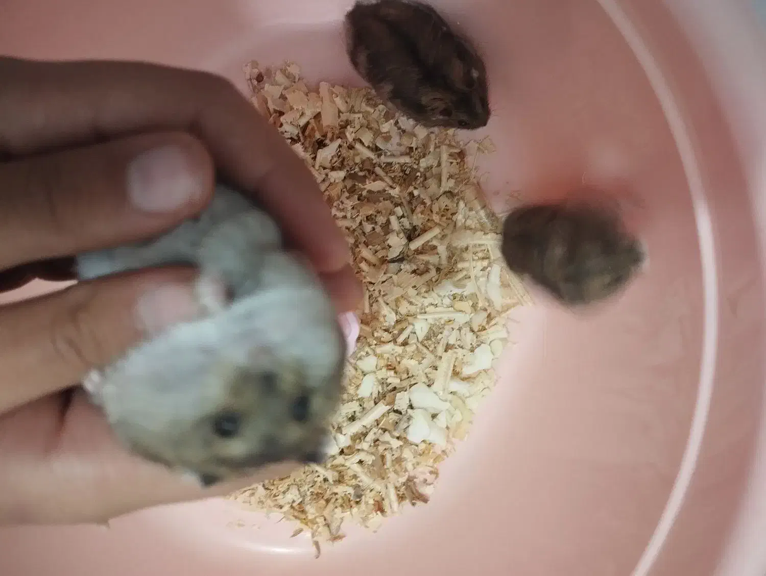 همستر کمپل نر|موش و خرگوش|بوشهر, |دیوار