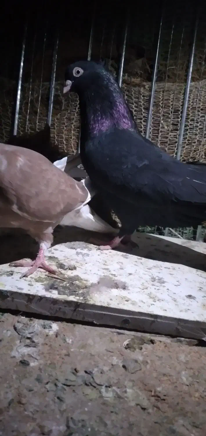 آبادنی|پرنده|عنبرآباد, |دیوار