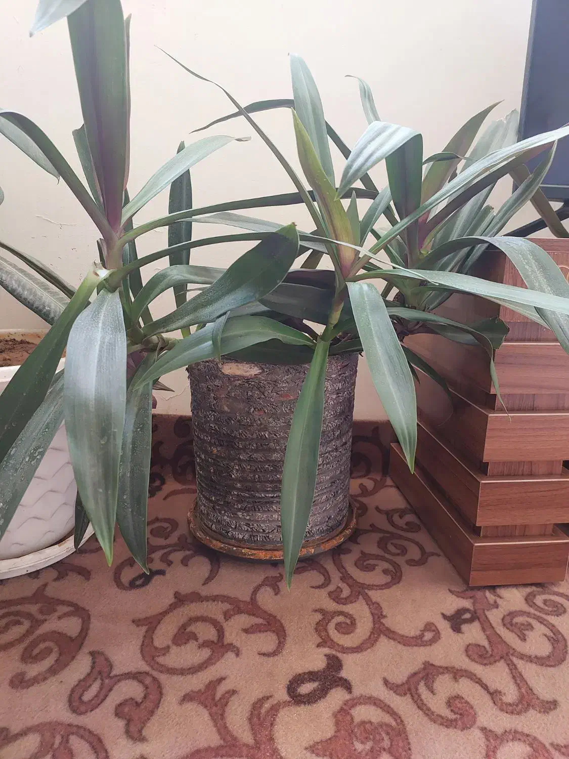 گلدان وگل طبیعی|گل و گیاه طبیعی|شیراز, نصر|دیوار