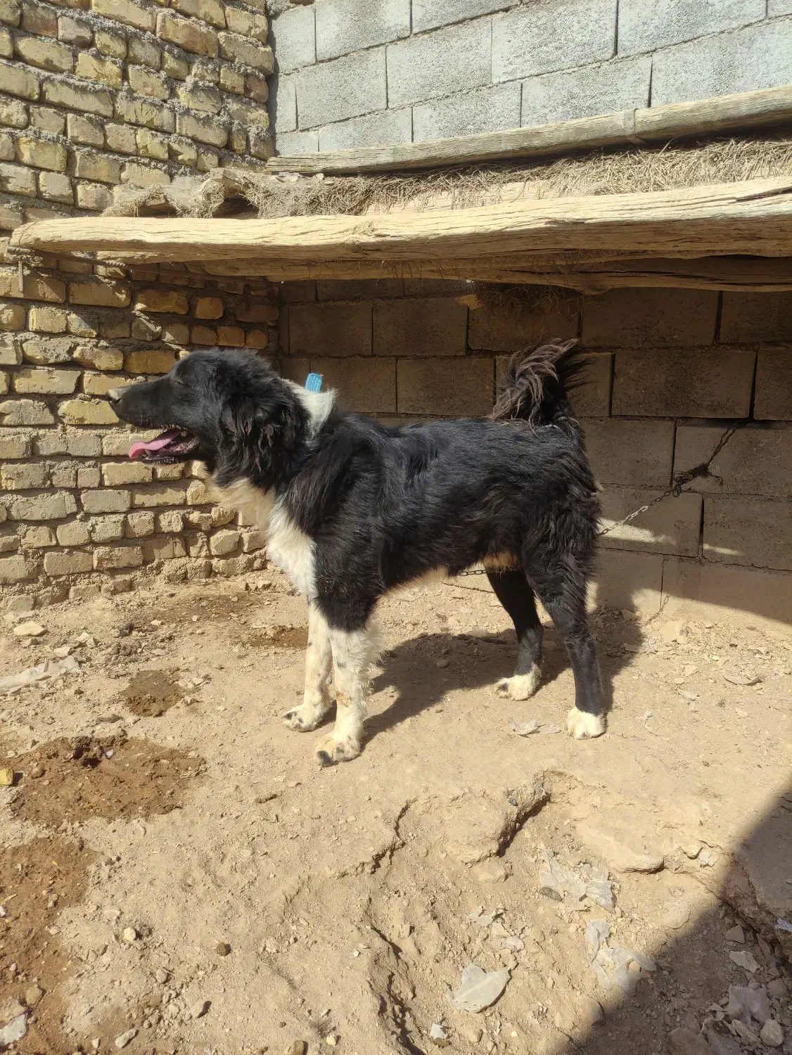 واگذاری توله سگ قدرجونی  نر.نگهبان|سگ|برخوار, |دیوار