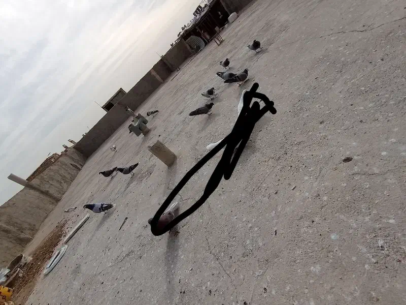 کفتر دمگیر|پرنده|حبیب آباد, |دیوار