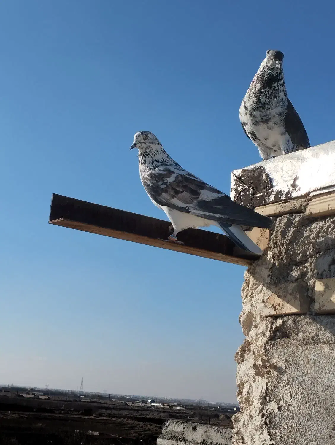 پرش سنگین|پرنده|خسروشاه, |دیوار