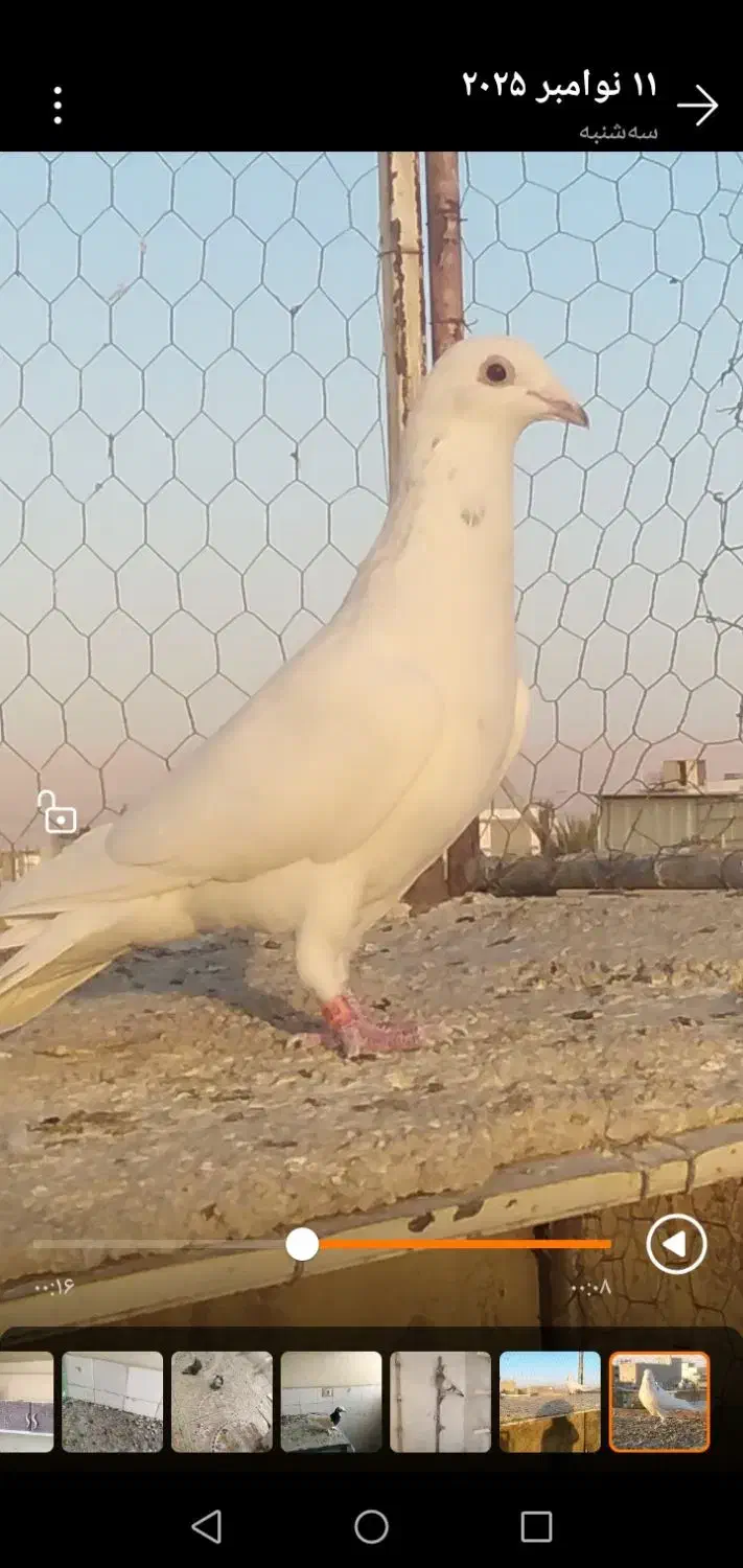 سوسنی وگلی|پرنده|مرودشت, ثبت احوال|دیوار