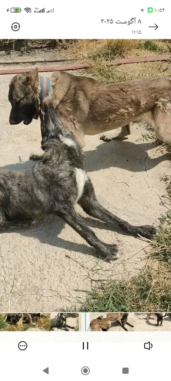 سگ سراب|سگ|سنقر, |دیوار