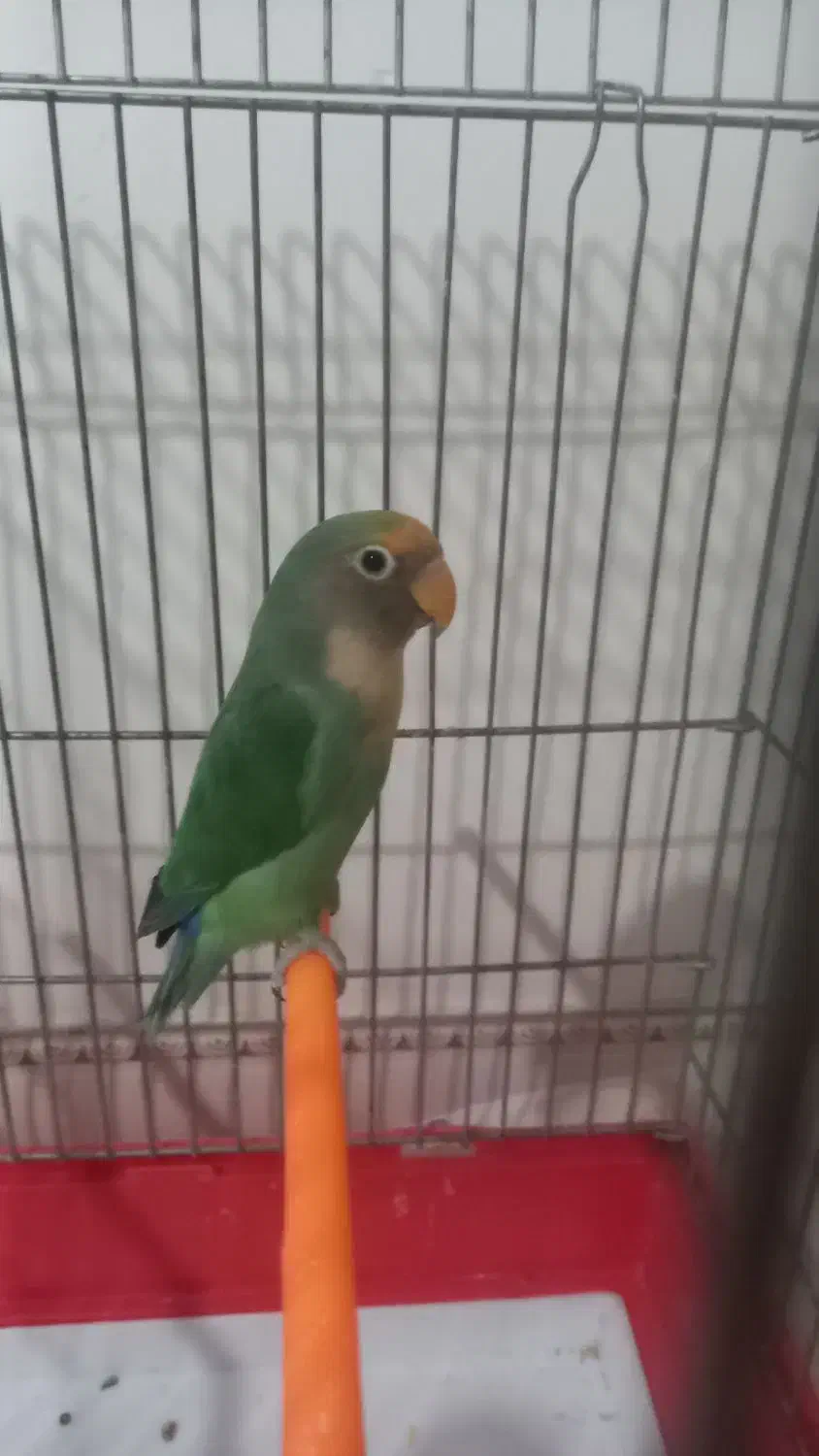 طوطی برزیلی|پرنده|الوند, |دیوار