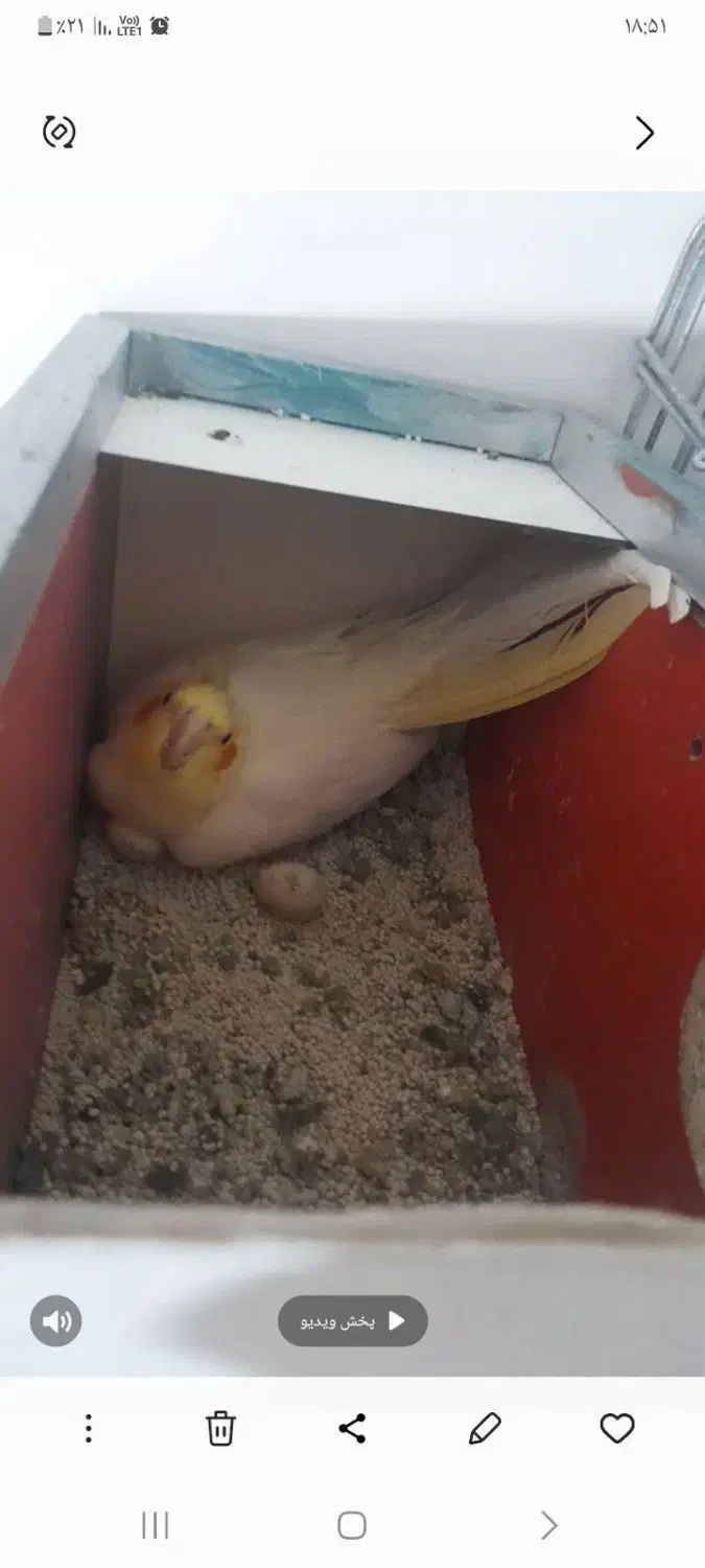 عروس هلندی|پرنده|کبودرآهنگ, |دیوار