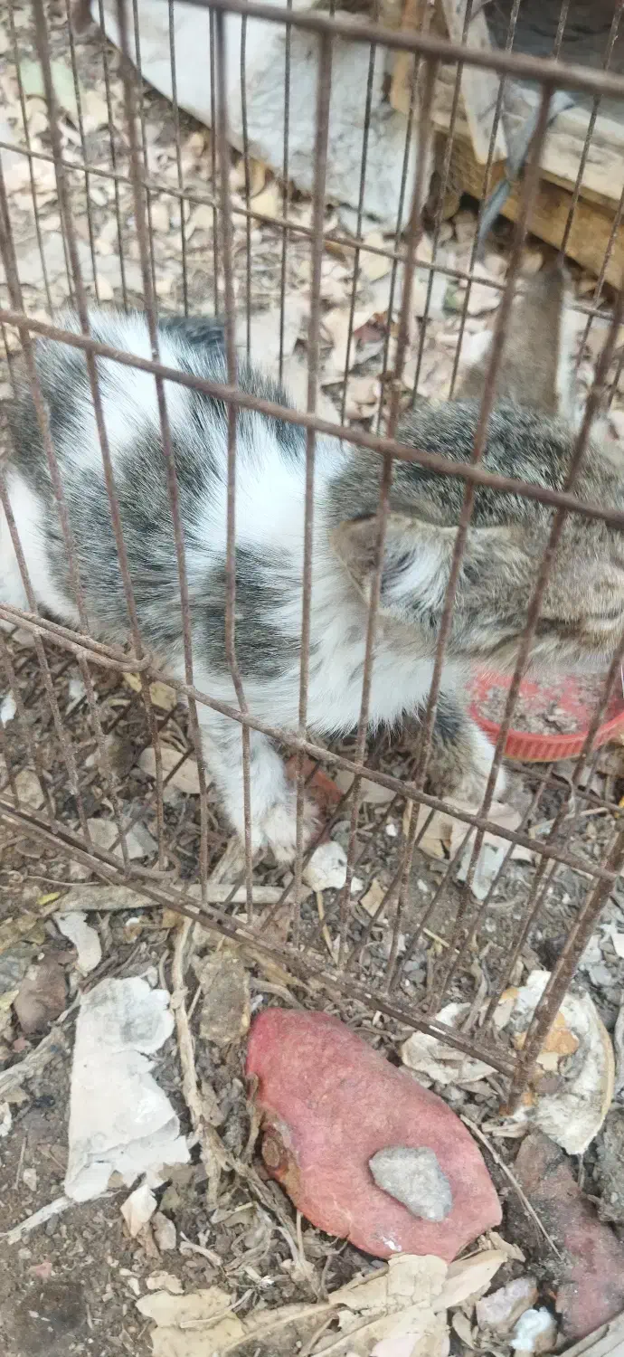 گربه مجانی|گربه|بوشهر, |دیوار