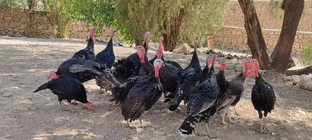 فروش بوقلمون محلی|حیوانات مزرعه|فیروزآباد (فارس), |دیوار