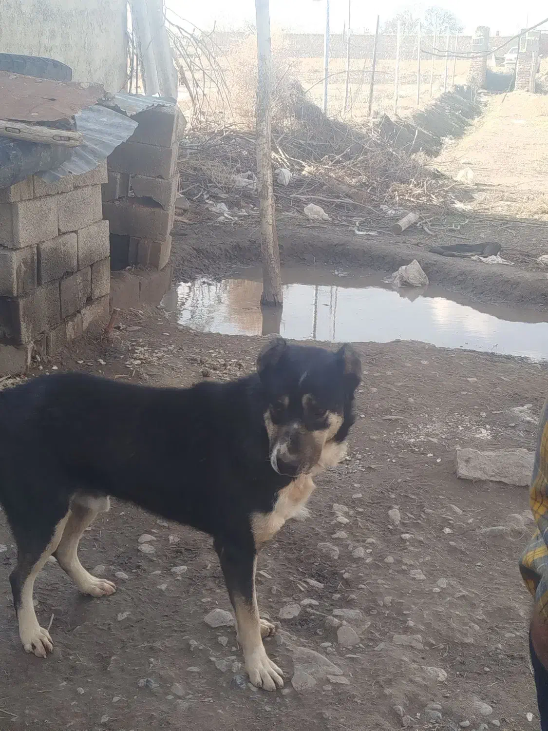 سگ نگهبان|سگ|نیشابور, قلعه نو|دیوار