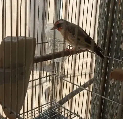 سه عدد سهره|پرنده|شیراز, سیاه سنگ|دیوار