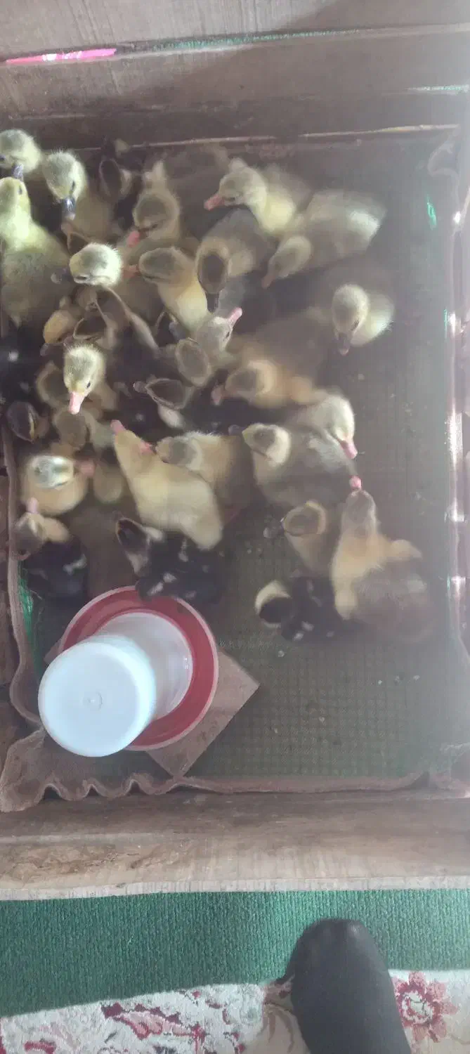 جوجه غاز|حیوانات مزرعه|قائمشهر, |دیوار