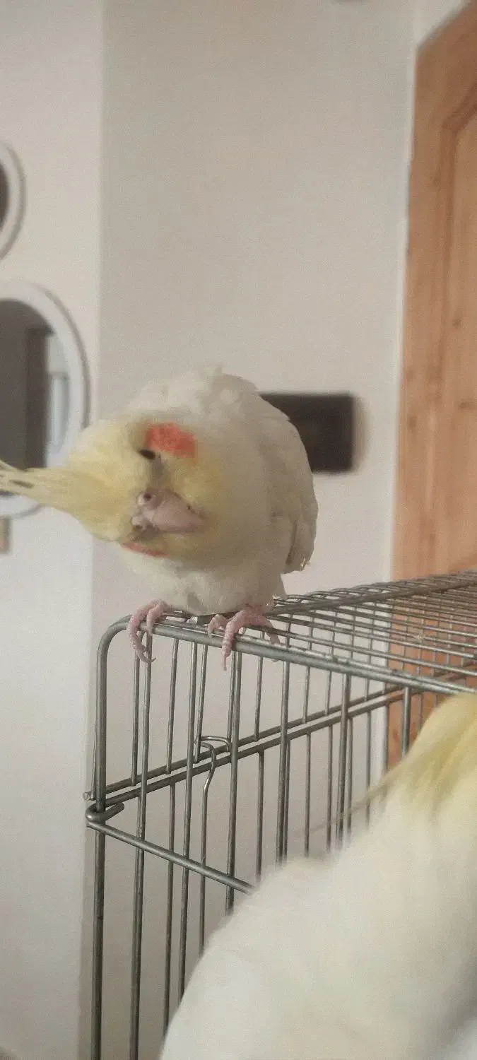 فروش یک جفت عروس هلندی لوتونیو|پرنده|سمنان, |دیوار