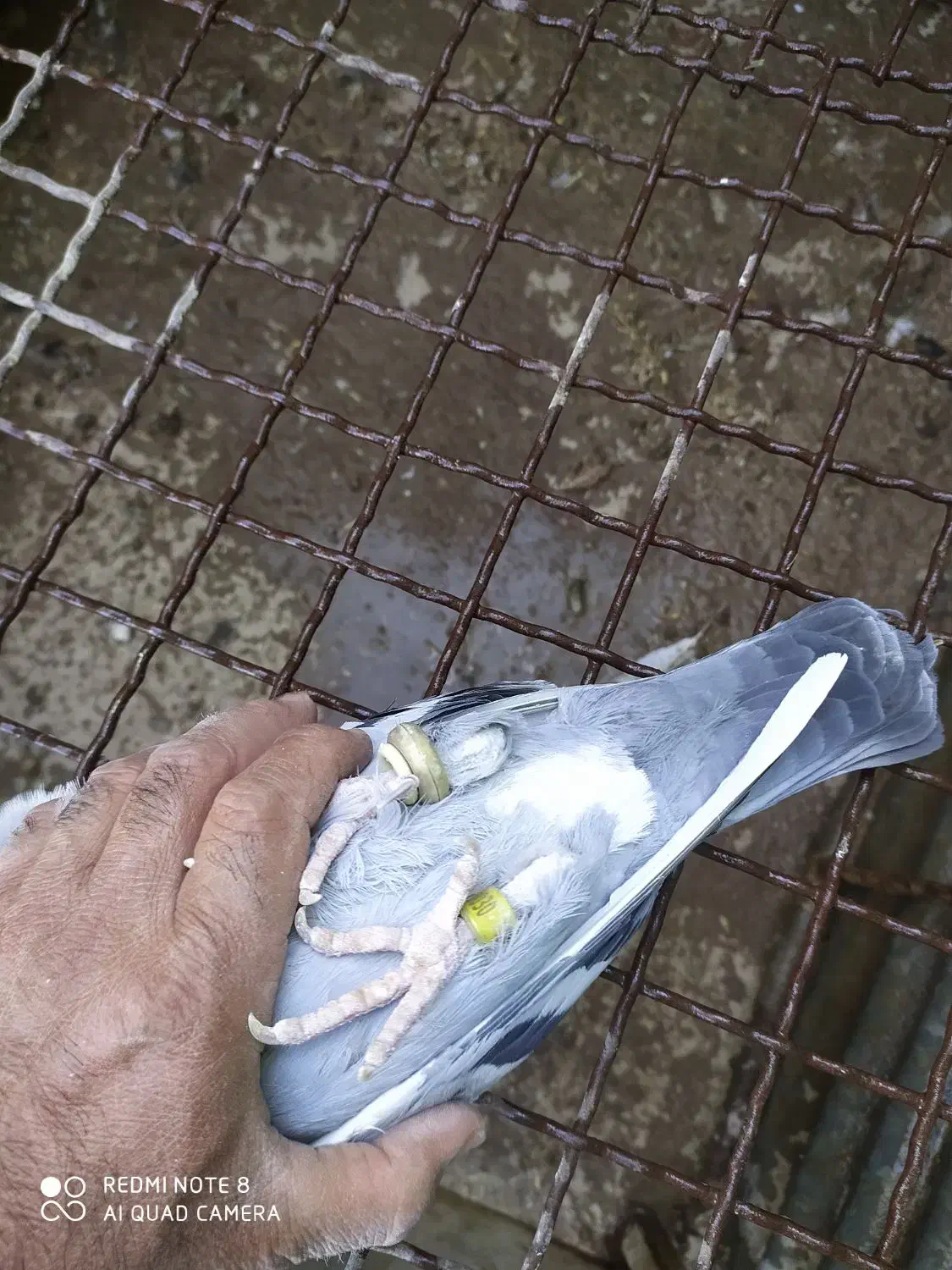 6عدد جوجه با یک عدد نر پلاکی|پرنده|کویرات, |دیوار