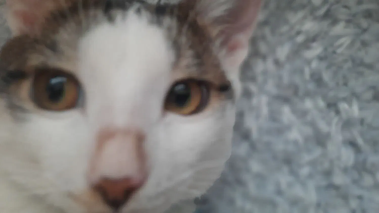 گمشده در نقده خیابان مرصاد اپارتمان های ۵۳ هکتاری|گربه|نقده, |دیوار