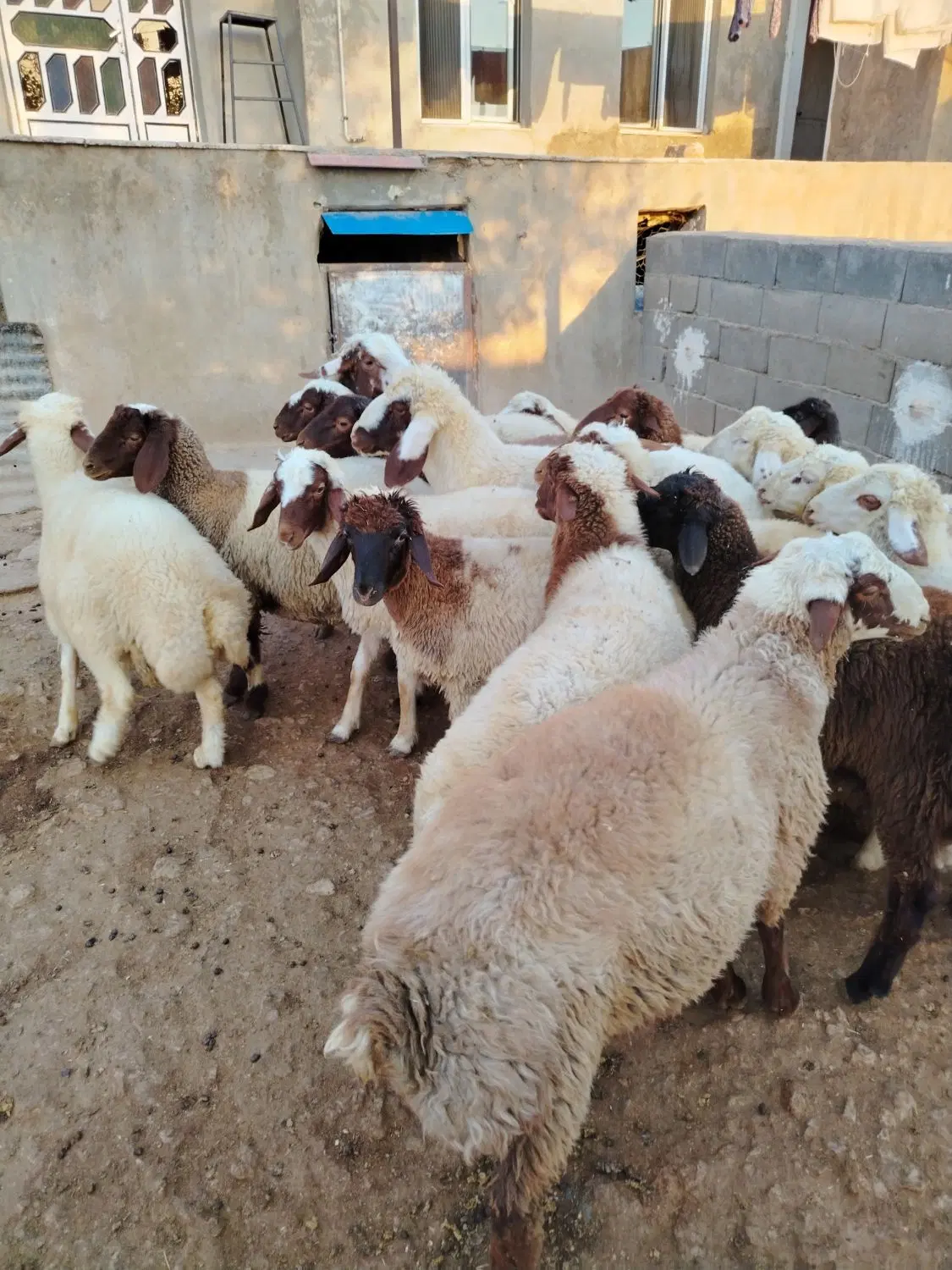 بره|حیوانات مزرعه|کرمانشاه, |دیوار