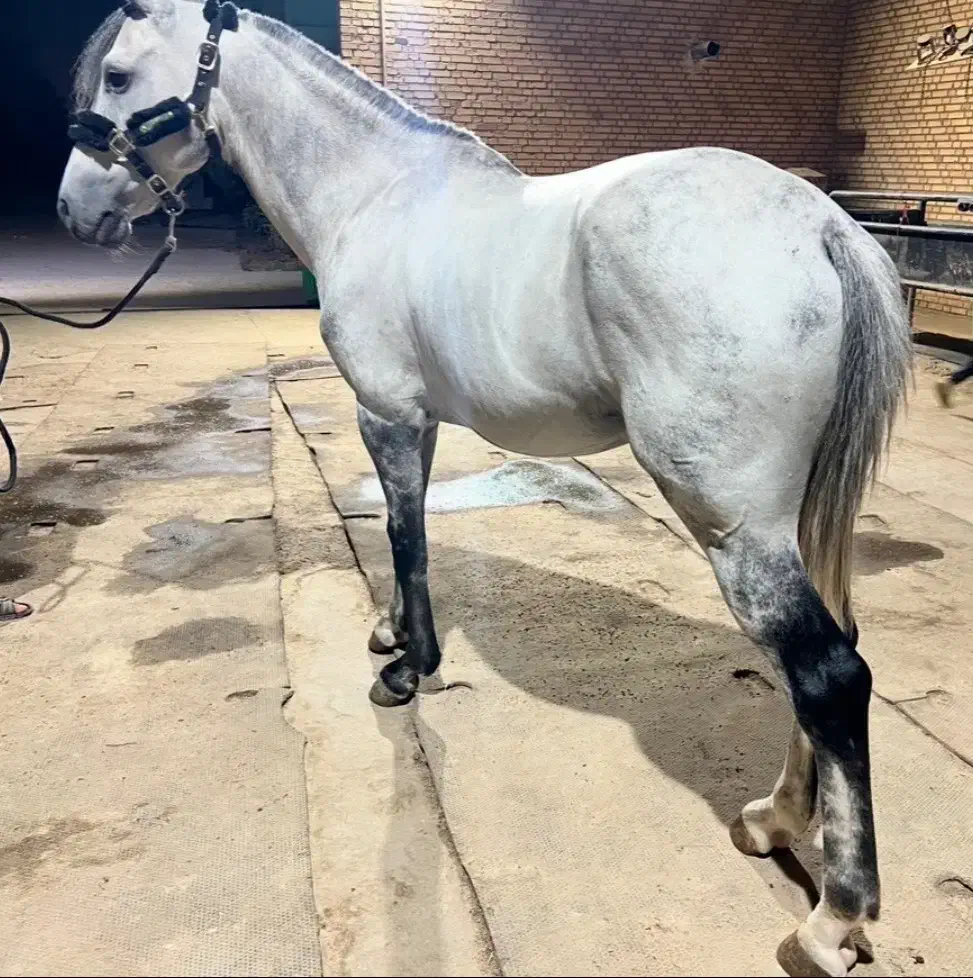 اسب|اسب و تجهیزات اسب‌سواری|کهریزک, |دیوار