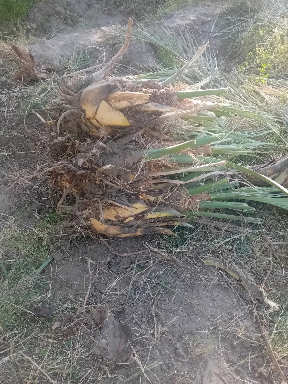 جُنگ درخت یا پاجوش|گل و گیاه طبیعی|فهرج, |دیوار