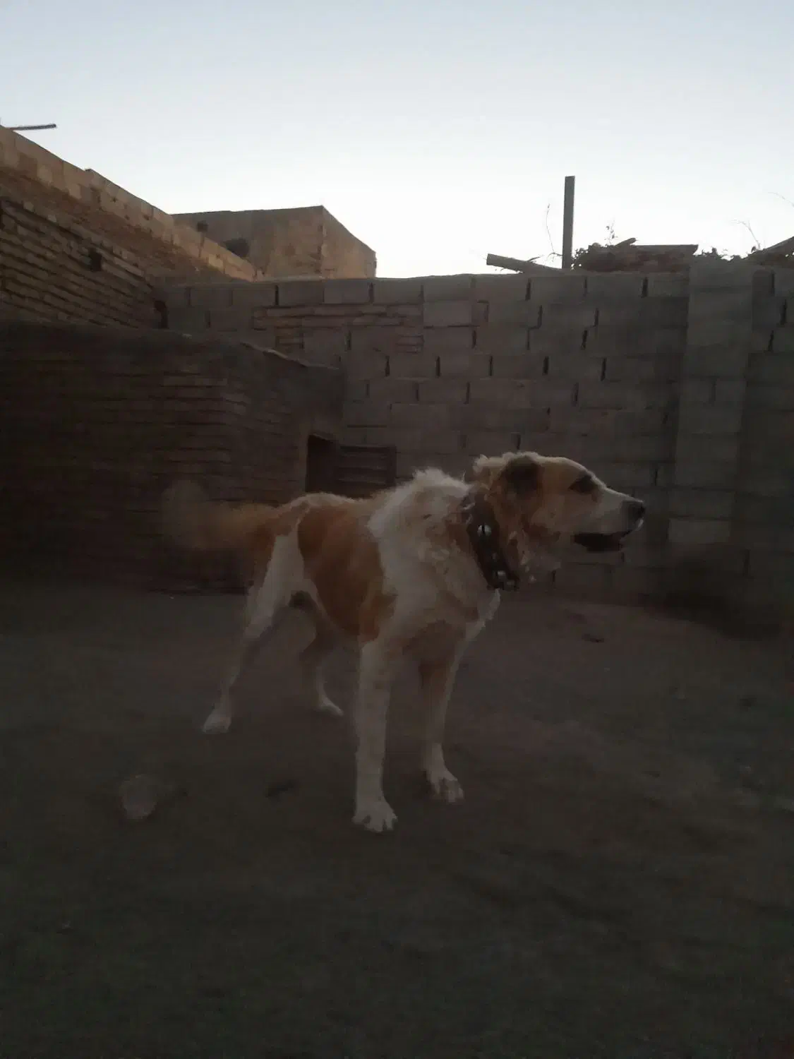 سگ خراسانی|سگ|سبزوار, قصبه غربی|دیوار