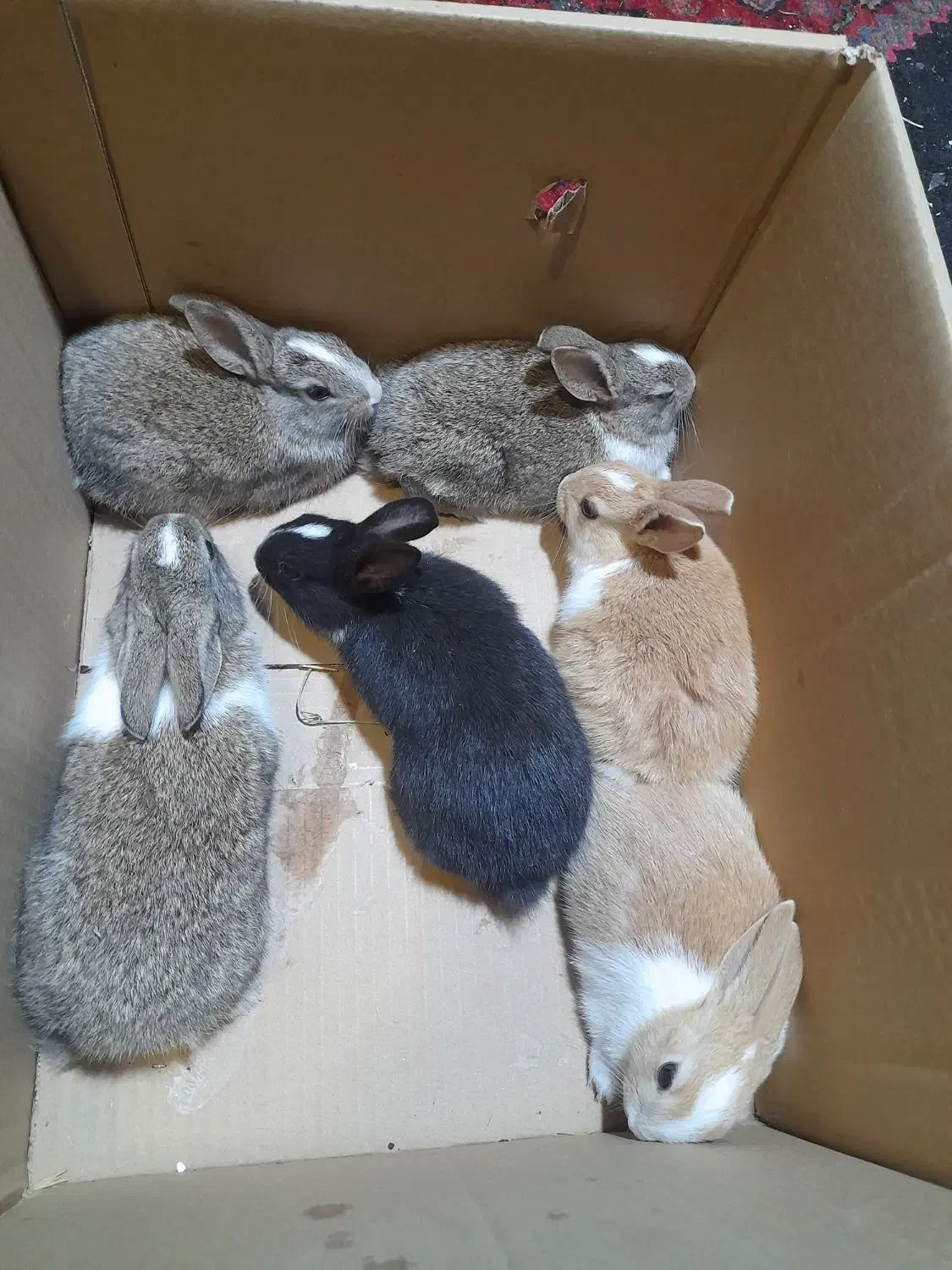 خرگوش|موش و خرگوش|مریوان, |دیوار