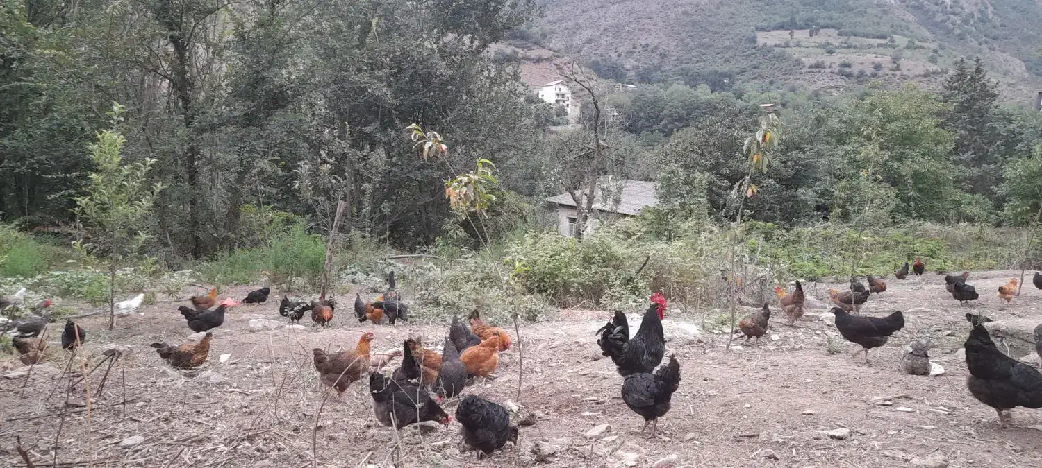 فروش تخم مرغ محلی دورگه لاری نطفه دار|حیوانات مزرعه|کرج, عظیمیه|دیوار