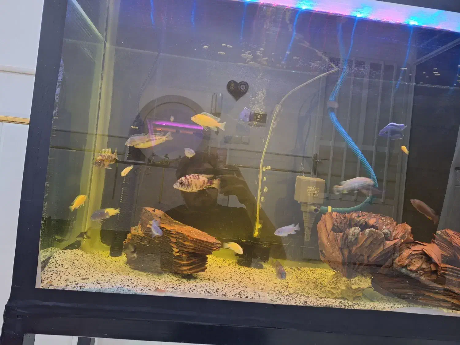 اکواریوم|ماهی|قم, شهرک فاطمیه|دیوار