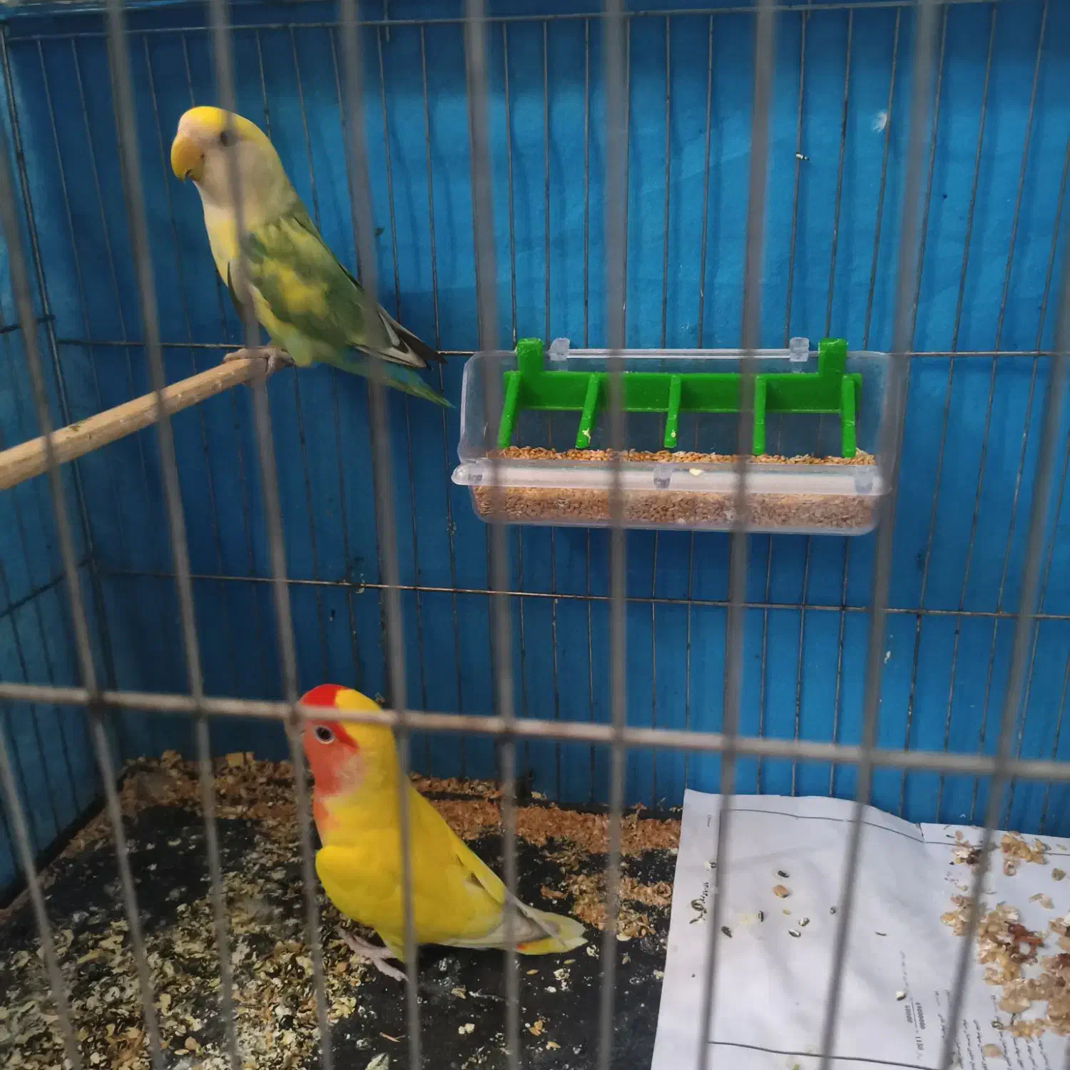 جفت کوتوله وعروس هلندی|پرنده|یزد, |دیوار