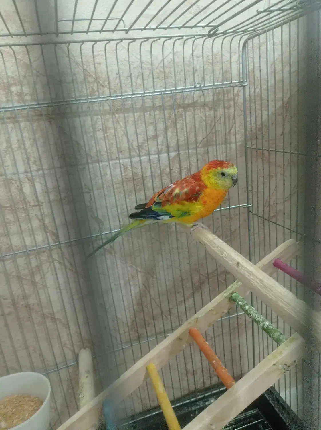 طوطی اوازخون|پرنده|رفسنجان, |دیوار