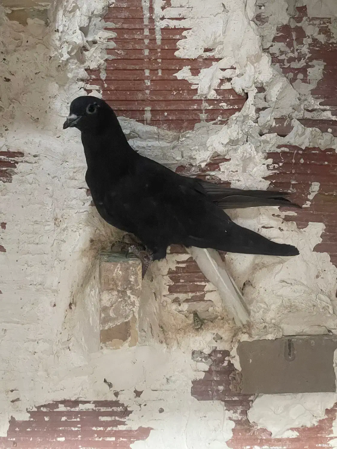 کبوتر طوقی دم سفید|پرنده|زرند, |دیوار