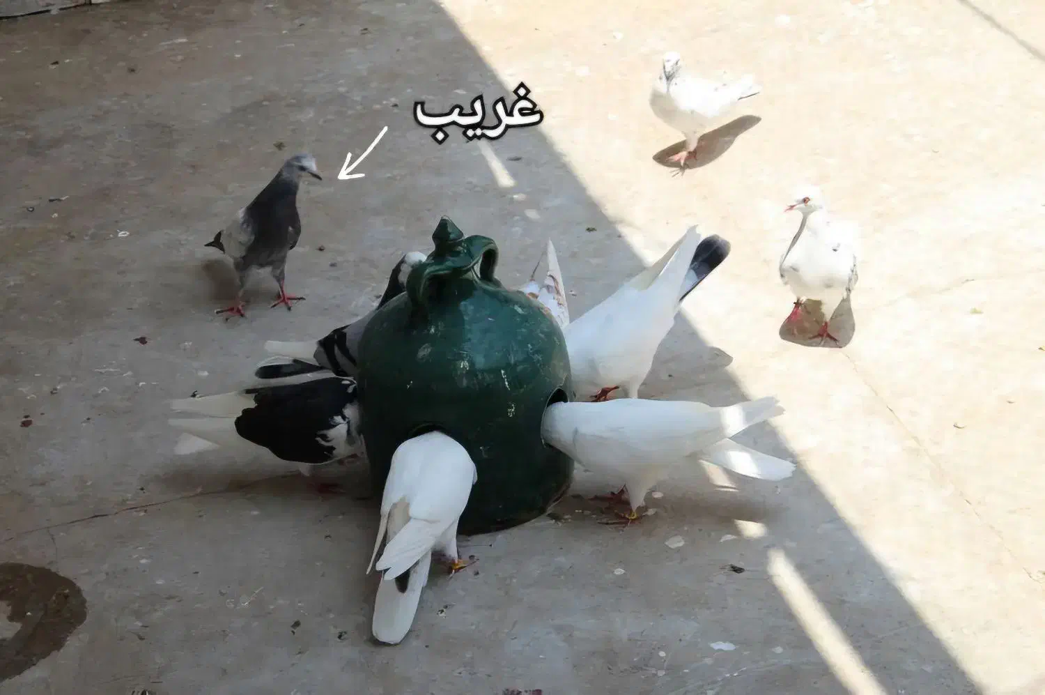 کبوتر جهت برکت|پرنده|رشت, امین الضرب|دیوار