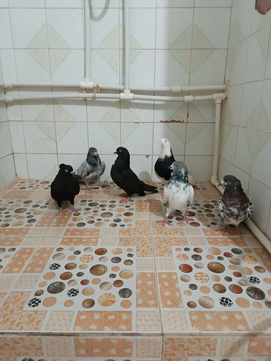 کبوتر پاکستانی و پرشی|پرنده|تهران, سعادت‌آباد|دیوار