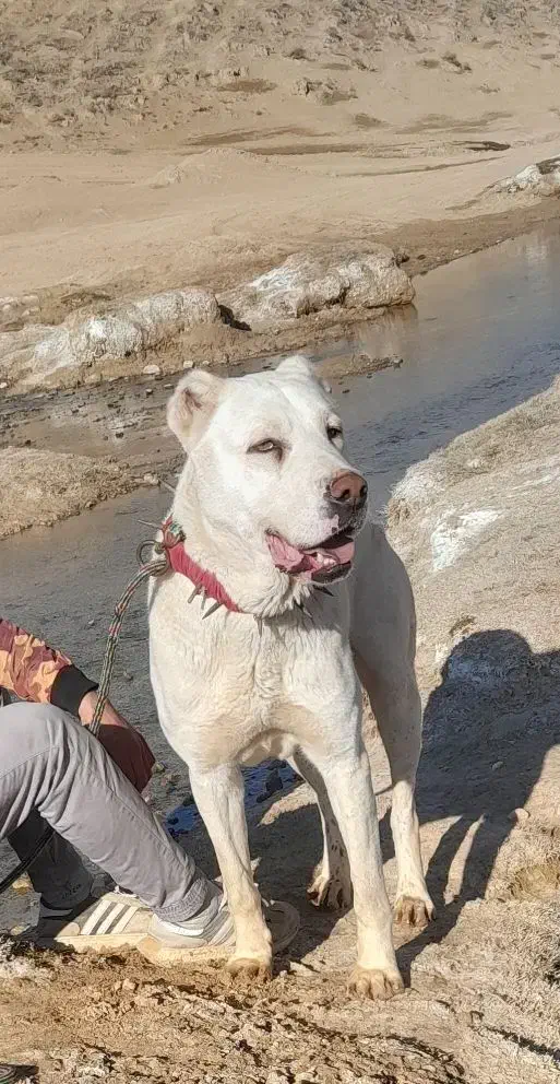 واگذاری سگ|سگ|قوچان, |دیوار