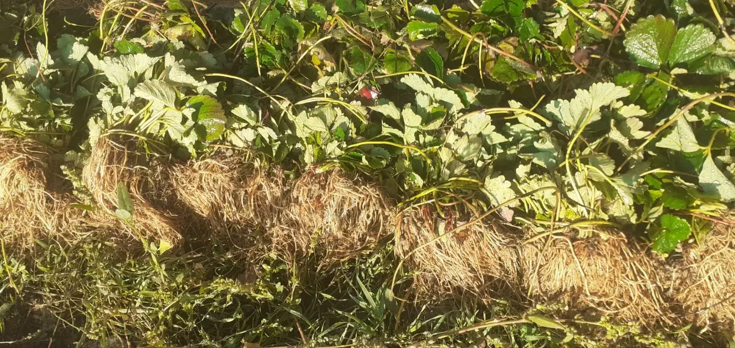 نشانهال توت فرنگی کردستان|خدمات باغبانی و درختکاری|نورآباد ممسنی, |دیوار