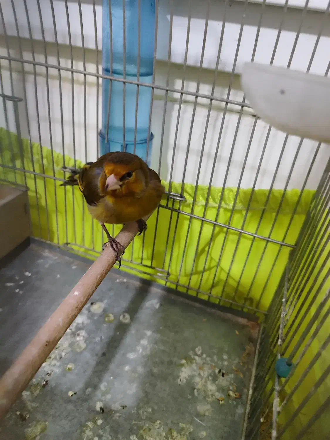 سره قناری دهندار|پرنده|ری, سیزده آبان|دیوار