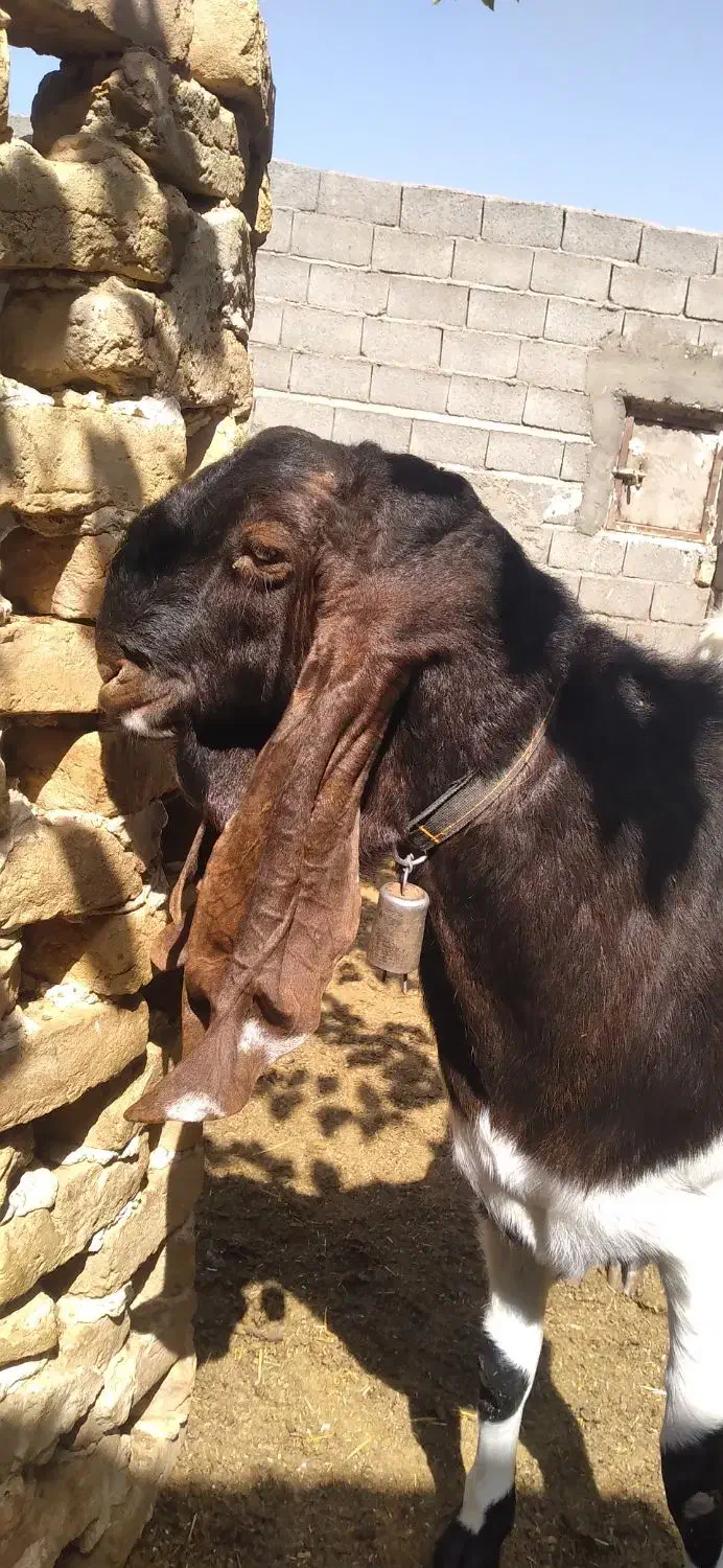 نربز|حیوانات مزرعه|مشهد, شهید رضوی|دیوار