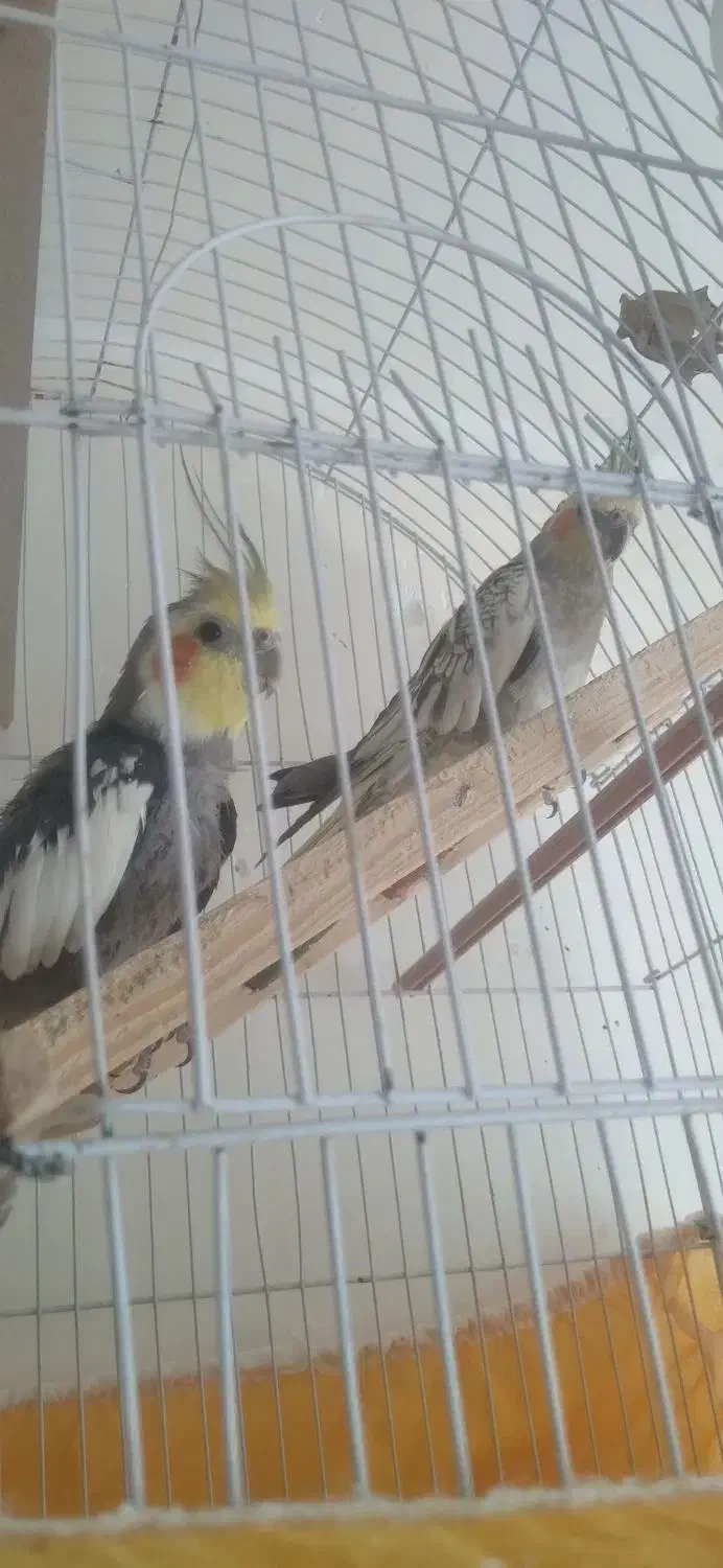 عروس هلندی برافروش بعلت نداشتن وقت|پرنده|داران, |دیوار