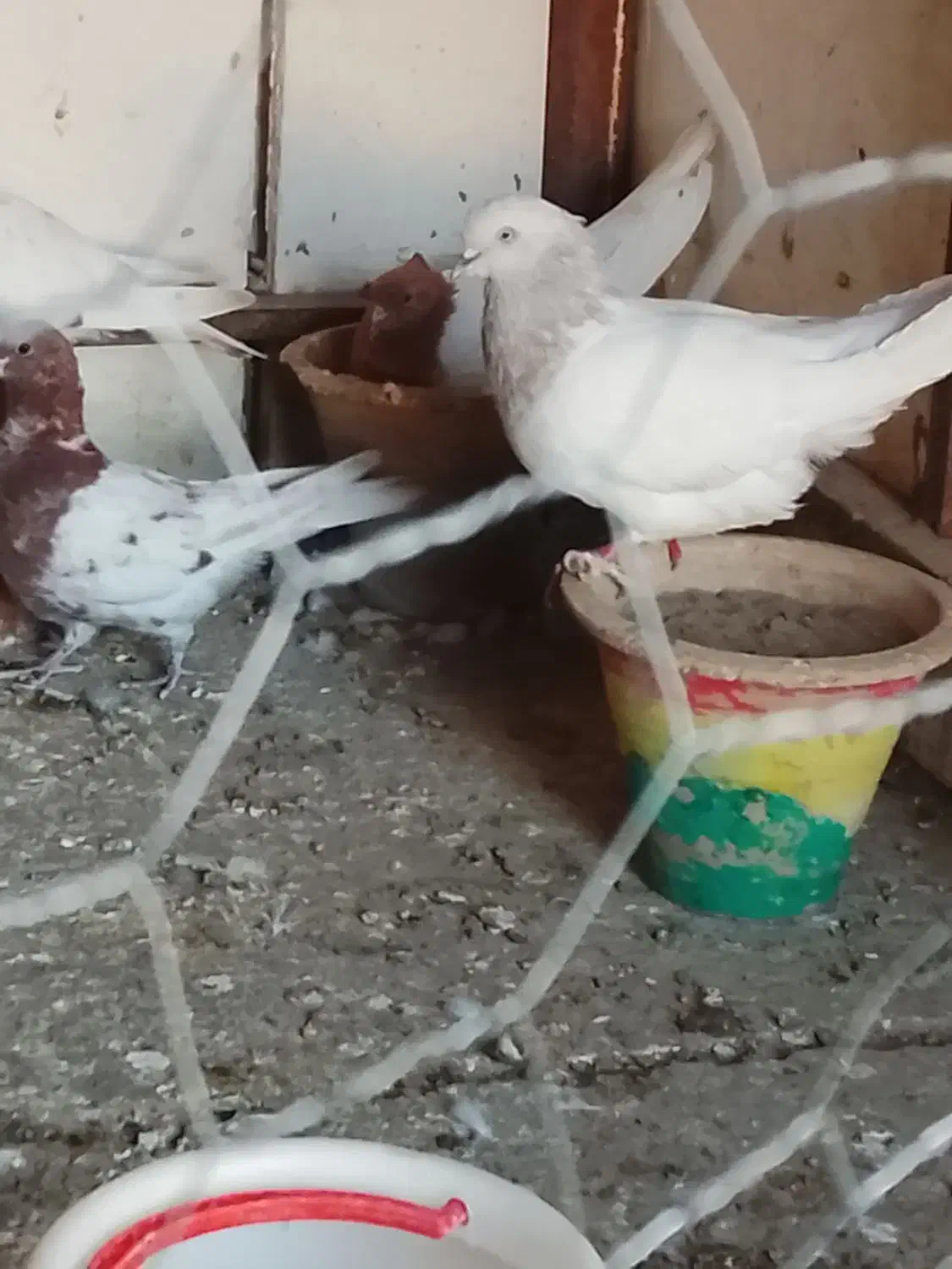 کبوتر|پرنده|خسروشاه, |دیوار