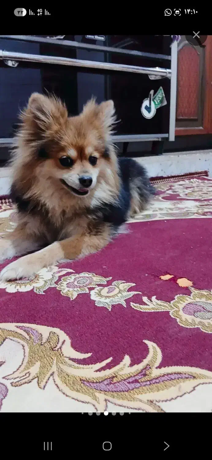 سگ پامر دم روباهی|سگ|کرمان, |دیوار