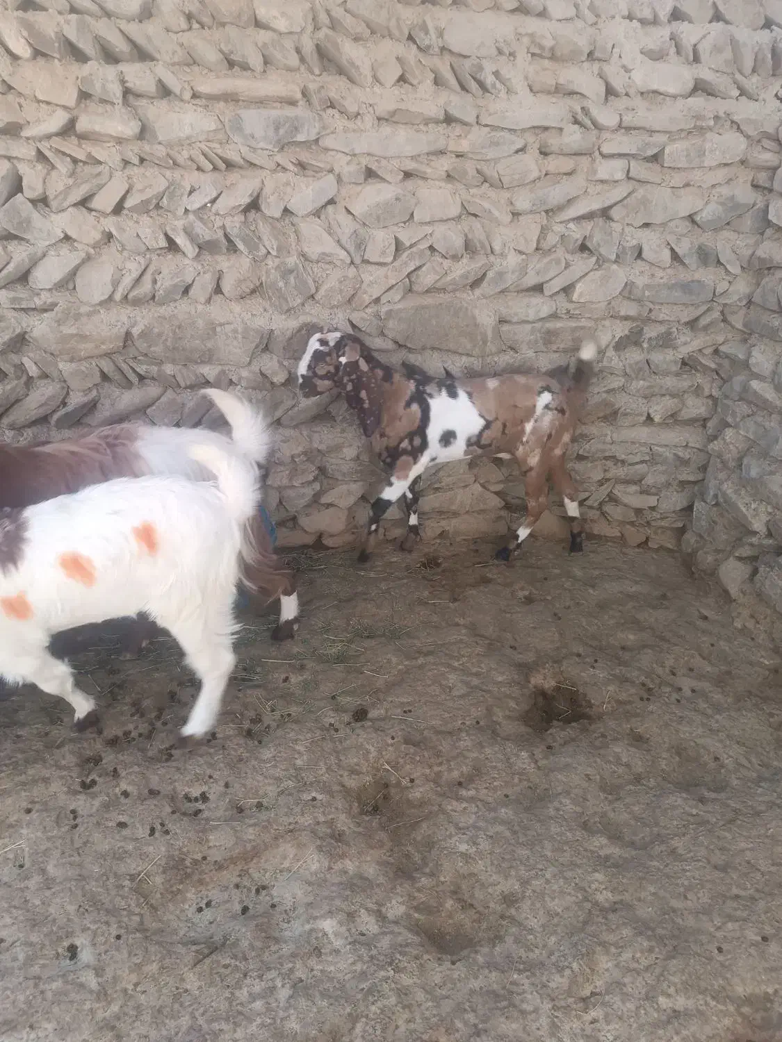 گوسفند برای مالداری|حیوانات مزرعه|سراوان, |دیوار