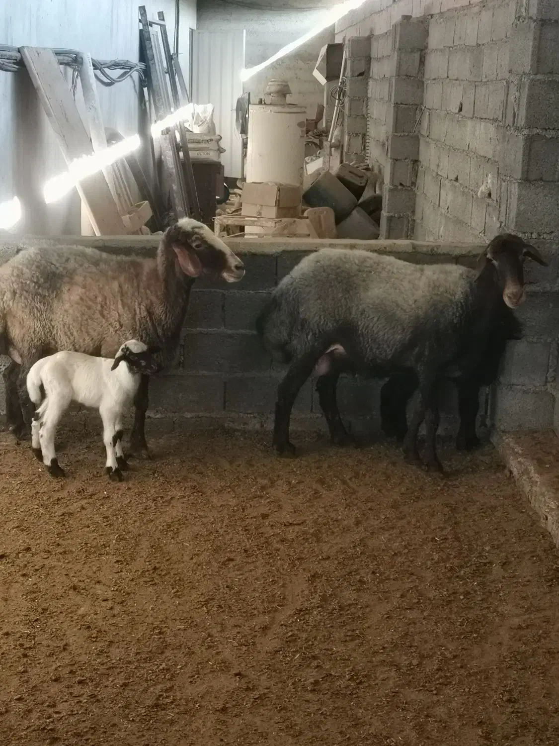 گسفند داشتی عالی|حیوانات مزرعه|قائمشهر, |دیوار