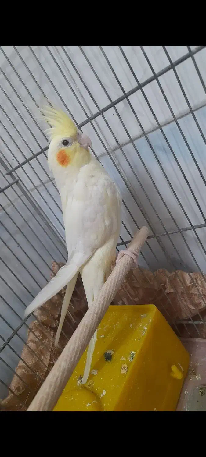 عروس هلندی|پرنده|قم, انصارالحسین|دیوار