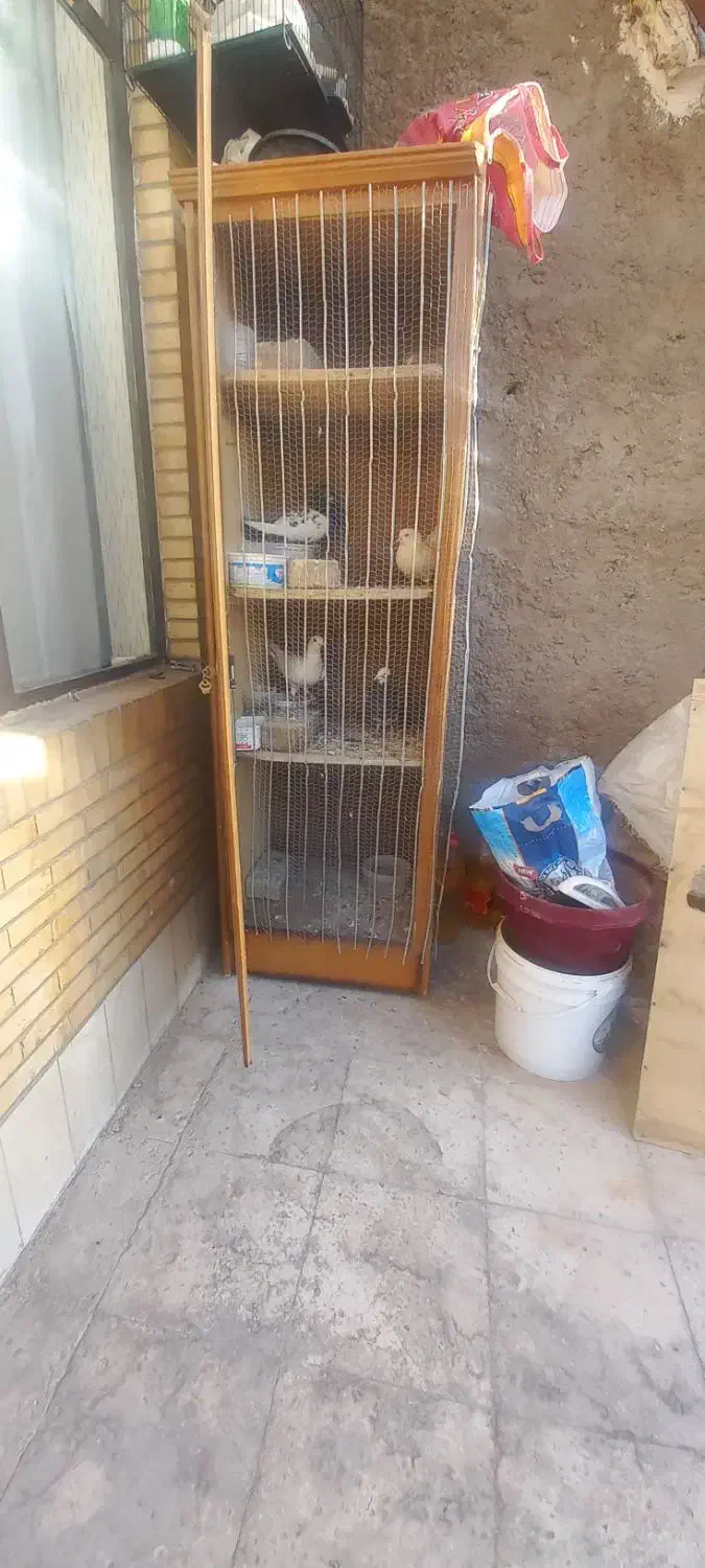 کفتر خوب|پرنده|یزد, |دیوار