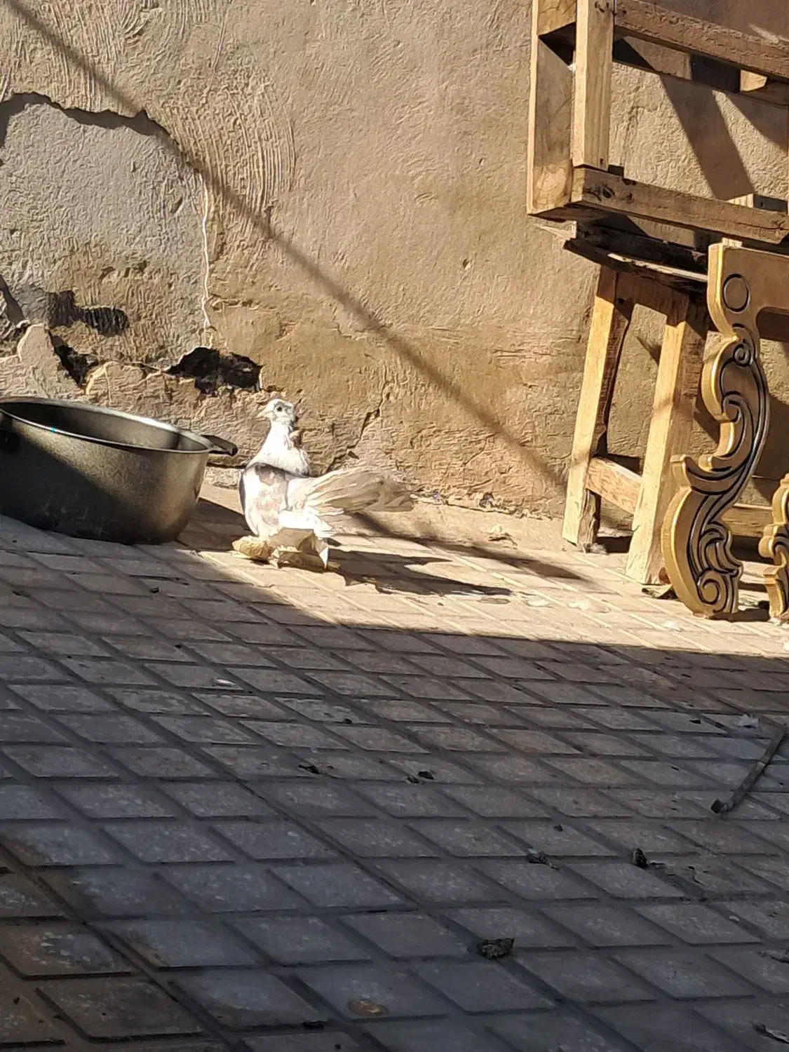 کبوترماده دم چتری کاکلی پا پر|پرنده|قرچک, باقرآباد|دیوار