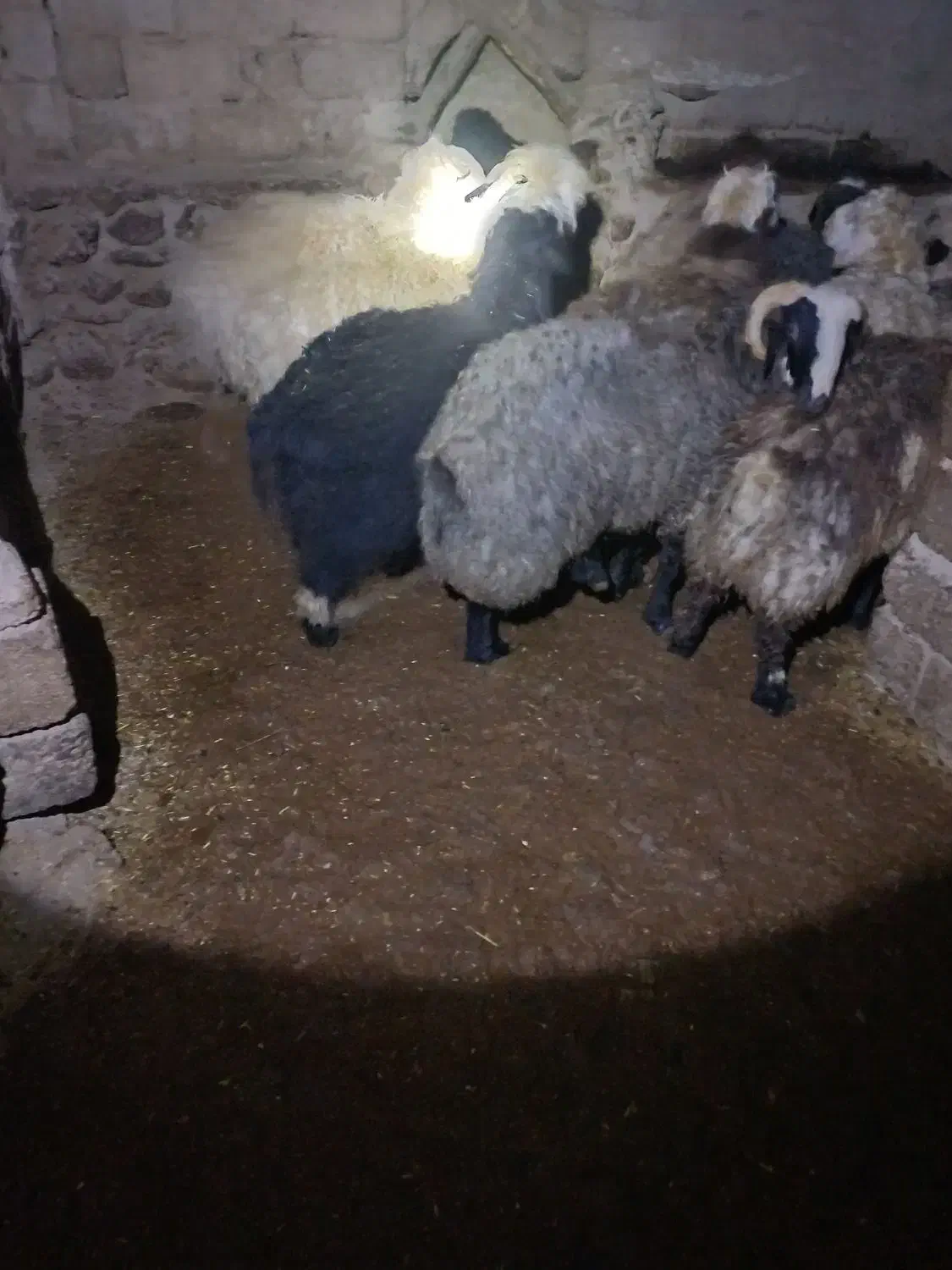 بره نر ۱۰ راس ،مرغوب،|حیوانات مزرعه|فرخ‌شهر, |دیوار