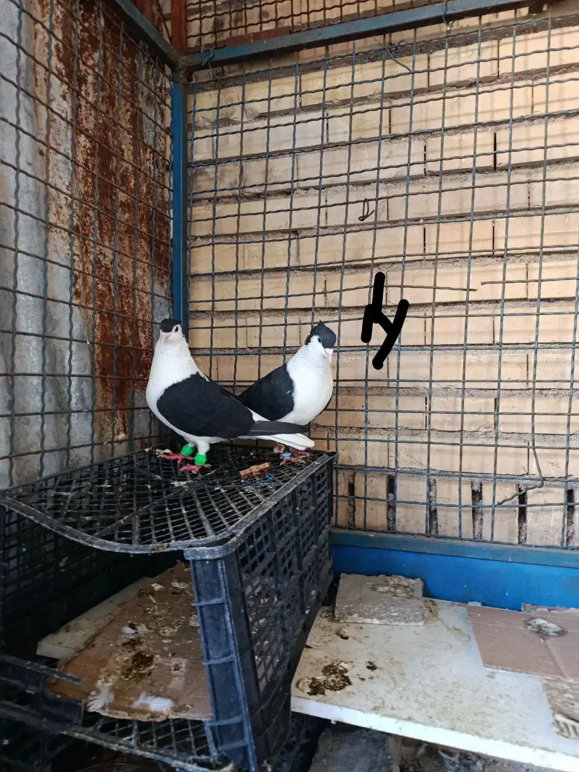 دوبالی|پرنده|دزفول, |دیوار