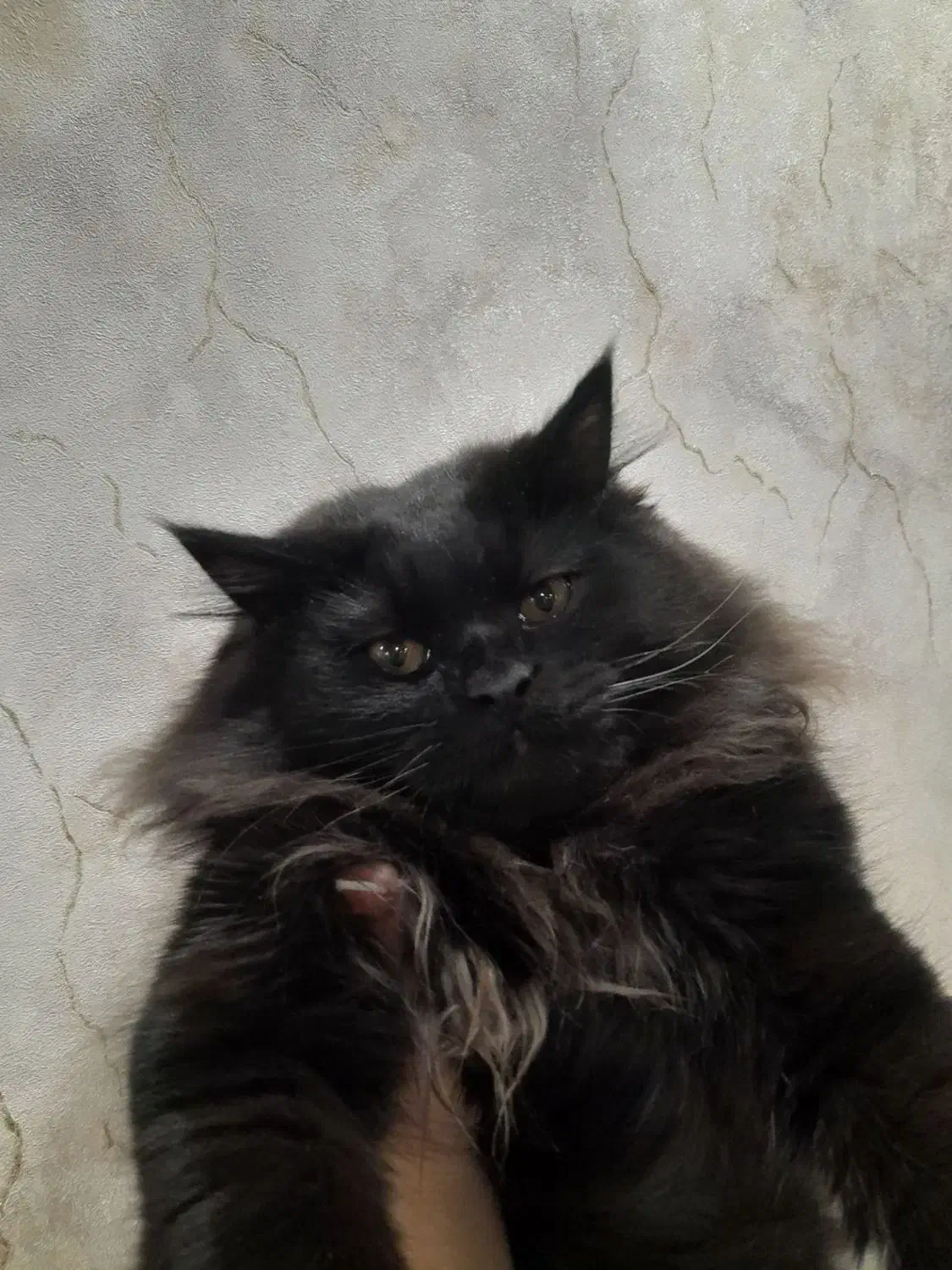 پرشین ۶ ماهه|گربه|میاندوآب, |دیوار